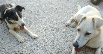 laëtitia pet sitter à MARCENOD 42140_3