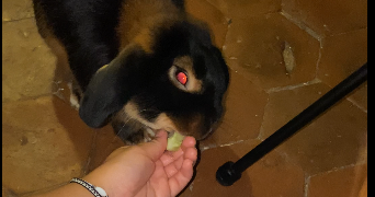 thi quynh dao pet sitter à VILLEJUIF 94800_4