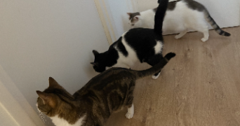 isabelle pet sitter à ST ANDRE LEZ LILLE 59350_1