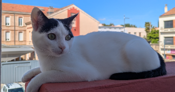 avelaine pet sitter à BEZIERS 34500_1
