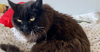 ana pet sitter à VERNAISON 69390_2