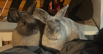 romane pet sitter à BAZOCHES SUR LE BETZ 45210_1