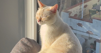 jade pet sitter à TOULOUSE 31500_2