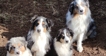nadege pet sitter à CAUSSOLS 06460_0