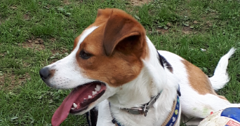 veronique pet sitter à BRON 69500_1