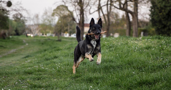 julianne pet sitter à LIMEIL BREVANNES 94450_1