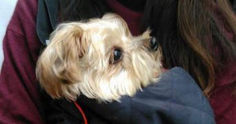 lily pet sitter à Fontenay sous bois 94120_2