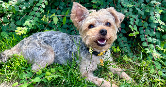 aurélien pet sitter à Bayeux 14400_1