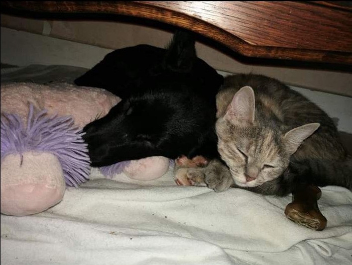 agnès  pet sitter à BELMONT D AZERGUES 69380_0