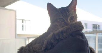 cassandra pet sitter à VANNES 56000_2