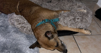 erica pet sitter à CARPENTRAS 84200_8