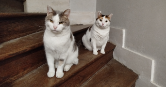 marine pet sitter à DOURDAN 91410_1