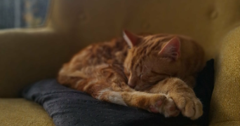 candice pet sitter à CAEN 14000_1