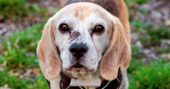 elodie pet sitter à MARSEILLE 08 13008_1