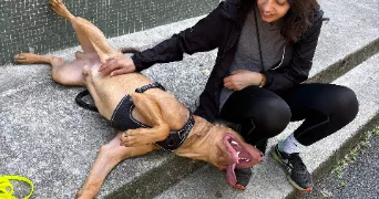 maj pet sitter à LE PERREUX SUR MARNE 94170