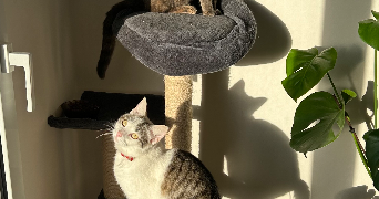 alexandra pet sitter à BRETIGNOLLES SUR MER 85470_7