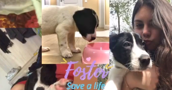 eléa pet sitter à LE PRADET 83220_8