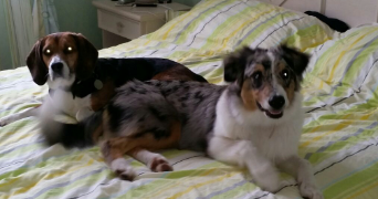 laure pet sitter à FRANCHEVILLE 69340_3