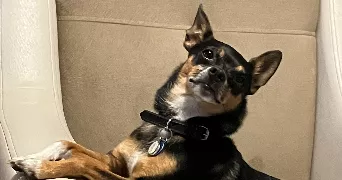 olivier pet sitter à ST ARNOULT EN YVELINES 78730