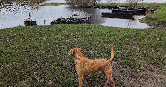 Isabelle pet sitter à ST LUMINE DE COUTAIS 44310_1