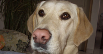 jeanne pet sitter à FERE CHAMPENOISE 51230_4