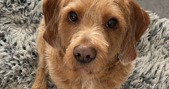 jessica pet sitter à TOURS 37100_3
