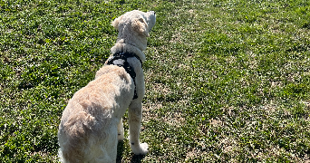 lise pet sitter à LYON 07 69007_2