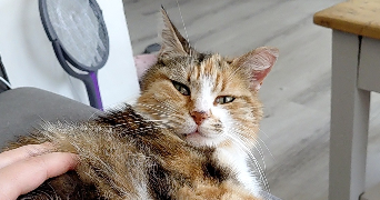 léa pet sitter à ROUEN 76000_2