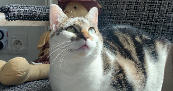louise pet sitter à REIMS 51100_4