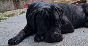 léa pet sitter à COLOMBIERS 34440_1