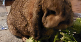 héloïse pet sitter à PLOMBIERES LES BAINS 88370_6