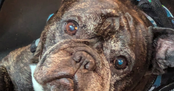 emilie pet sitter à CERGY 95000_3