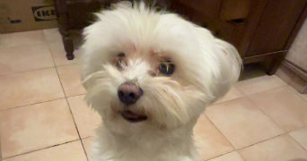 angela pet sitter à ALLAUCH 13190_4