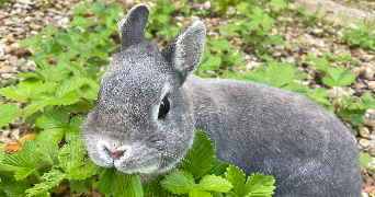 chloé pet sitter à NANTES 44000_0