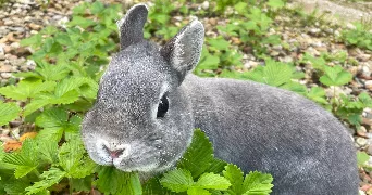 chloé pet sitter à NANTES 44000