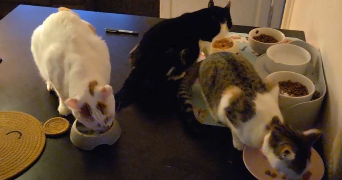 sarah pet sitter à LE CHESNAY ROCQUENCOURT 78150_7