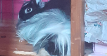 ruby pet sitter à REALMONT 81120_9