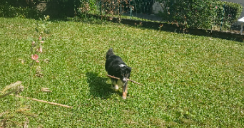 elodie pet sitter à SILLINGY 74330_2