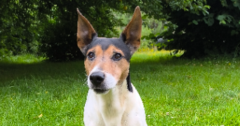 lucile pet sitter à AMIENS 80000_2