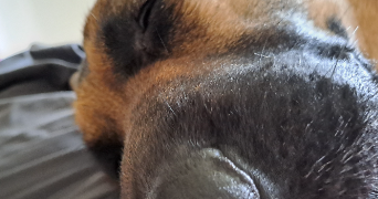 marina pet sitter à SAVENAY 44260_0