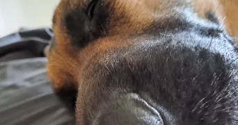 marina pet sitter à SAVENAY 44260