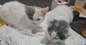 delphine pet sitter à ORVILLERS SOREL 60490_1