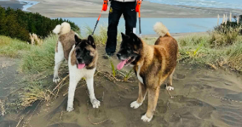 vadim pet sitter à SANARY SUR MER 83110_3