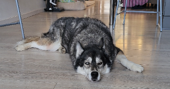 pauline pet sitter à ST SEBASTIEN SUR LOIRE 44230_3