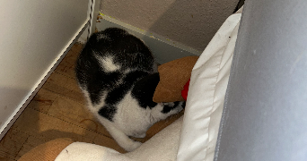 amaelle pet sitter à WALDWISSE 57480_1