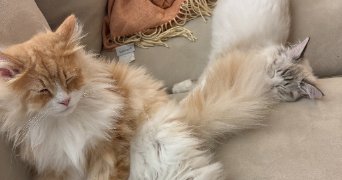 clémence pet sitter à Chamalières 63400_5