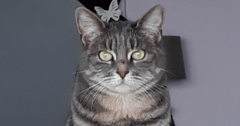 natacha pet sitter à YERRES 91330_1