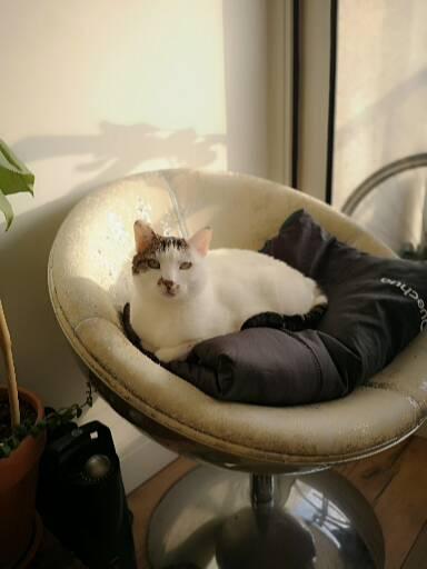 Rémi  pet sitter à Agon-coutainville  50230_3
