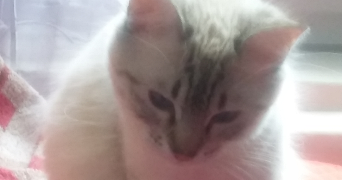 Noemie pet sitter à LUNEL VIEL 34400_1