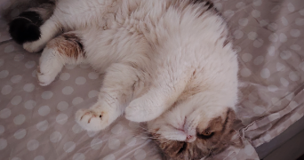 romane pet sitter à LISIEUX 14100_3